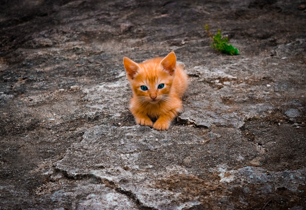 고양이 꿈해몽