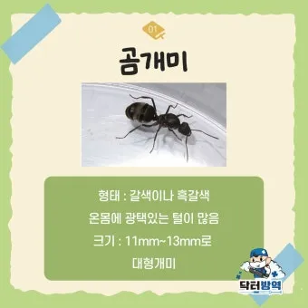 해충 퇴치 개미 박멸 설탕과 베이킹소다 통로 차단_11