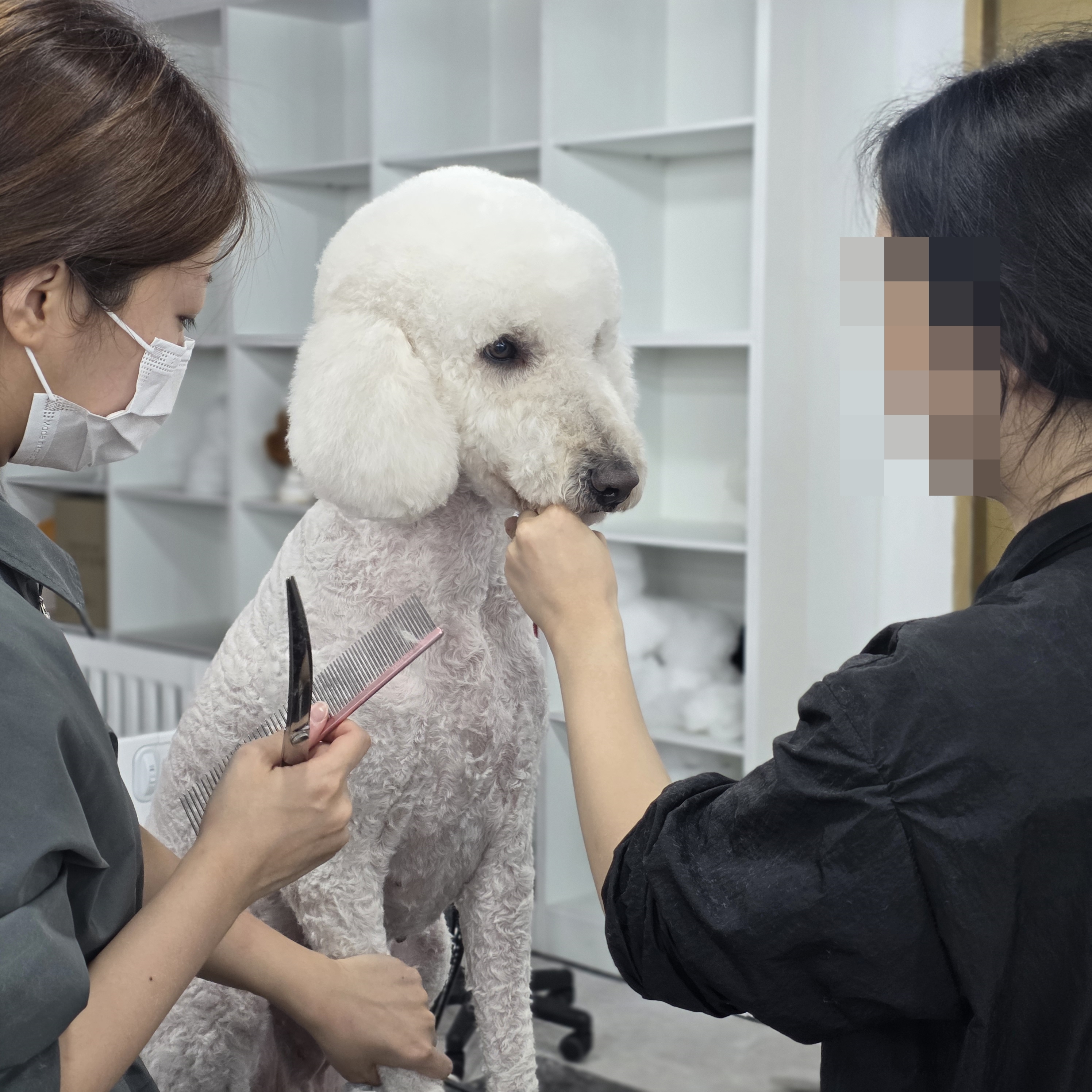 사당애견미용학원
