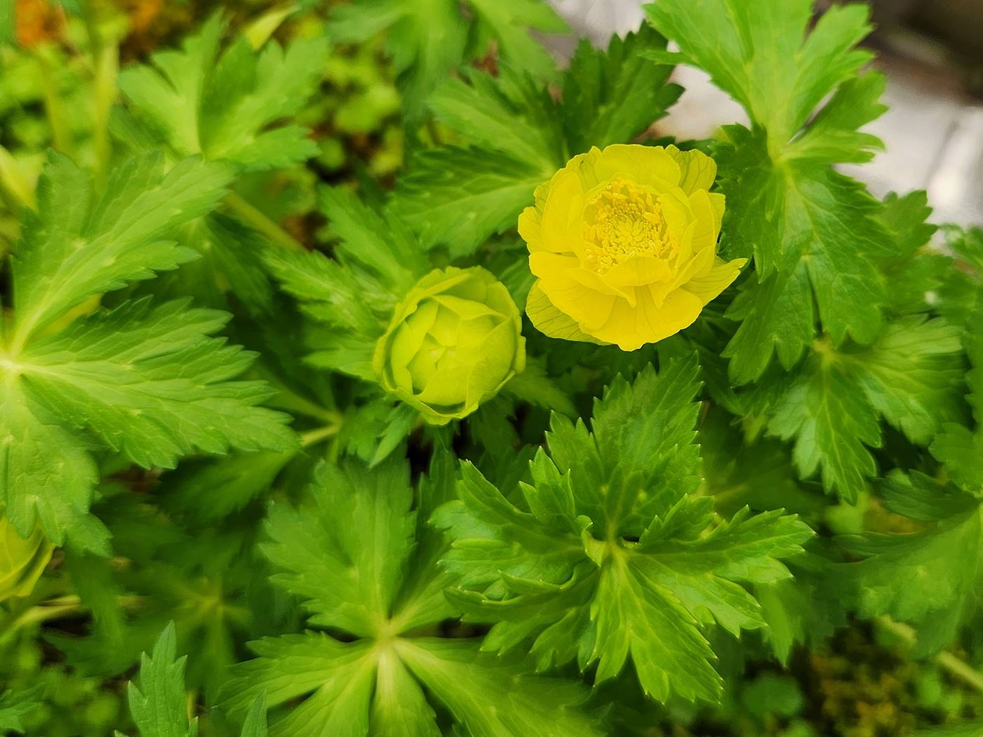 달빛금매화 (유럽금매화)