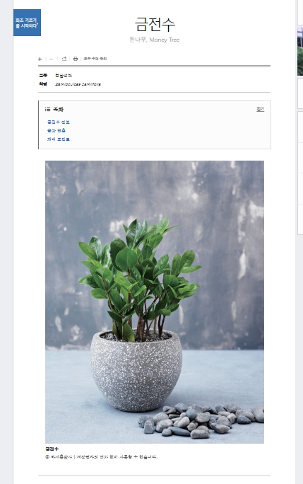 인테리어 화분에 심긴 금전수