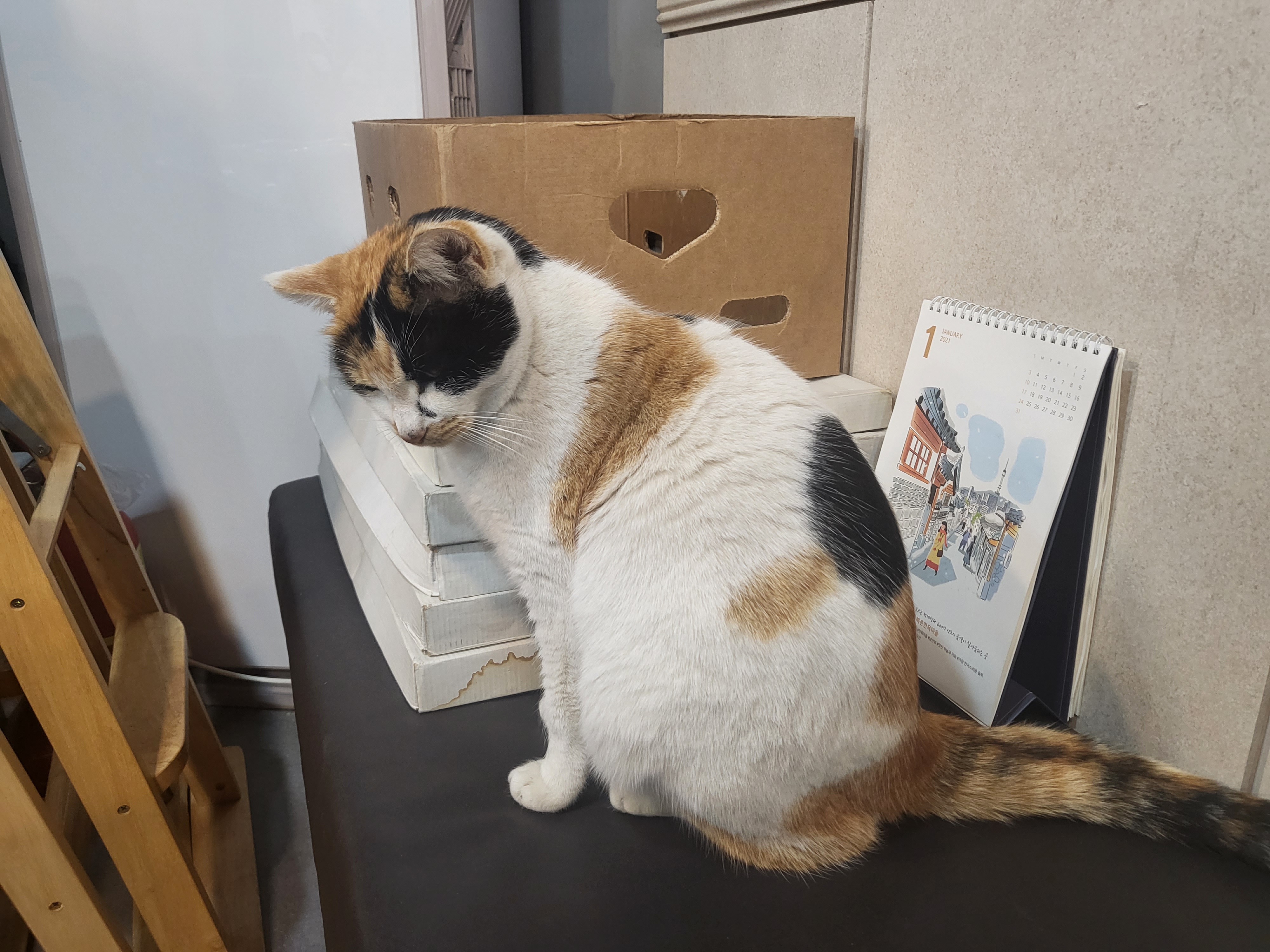 바우길 장칼국수 집에 있던 고양이