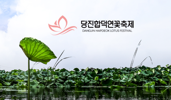 당진합덕연꽃축제