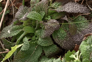 곰보배추 효능02