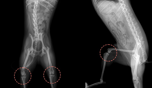 반려견 슬개골 탈구
