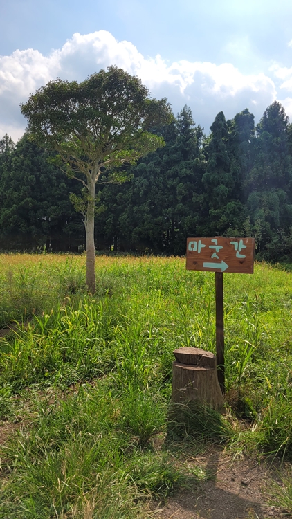 제주-가족여행-코스-마음디톡스-비밀의 숲-휴양림
