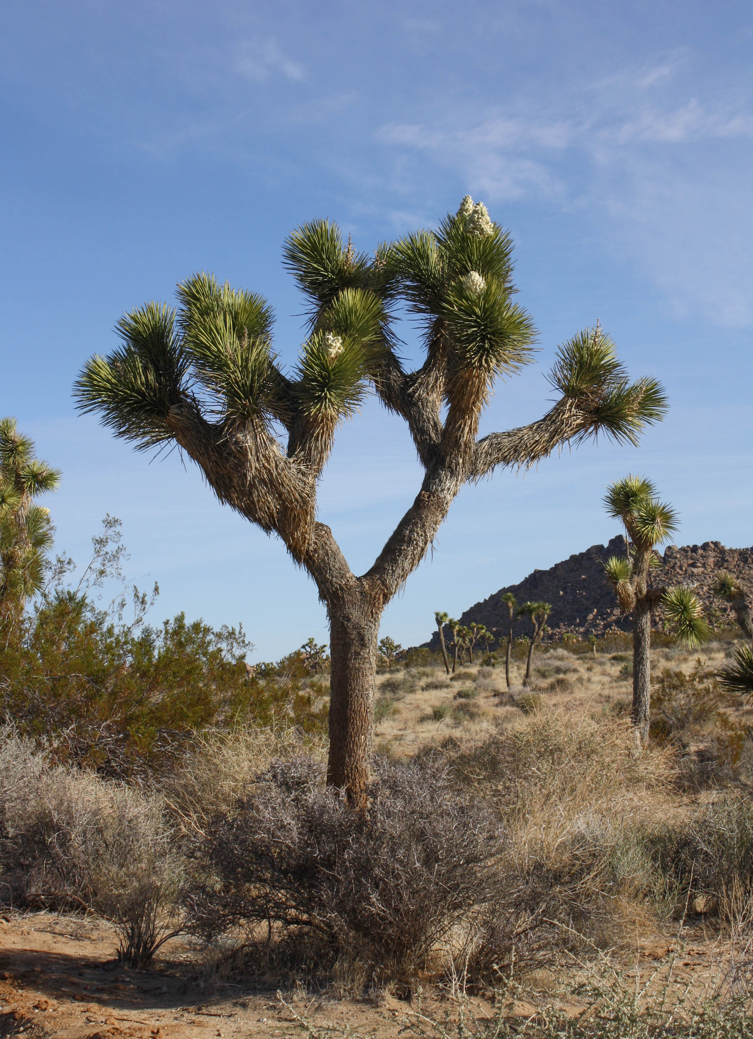[식물 백과] 여호수아 나무 Yucca brevifolia