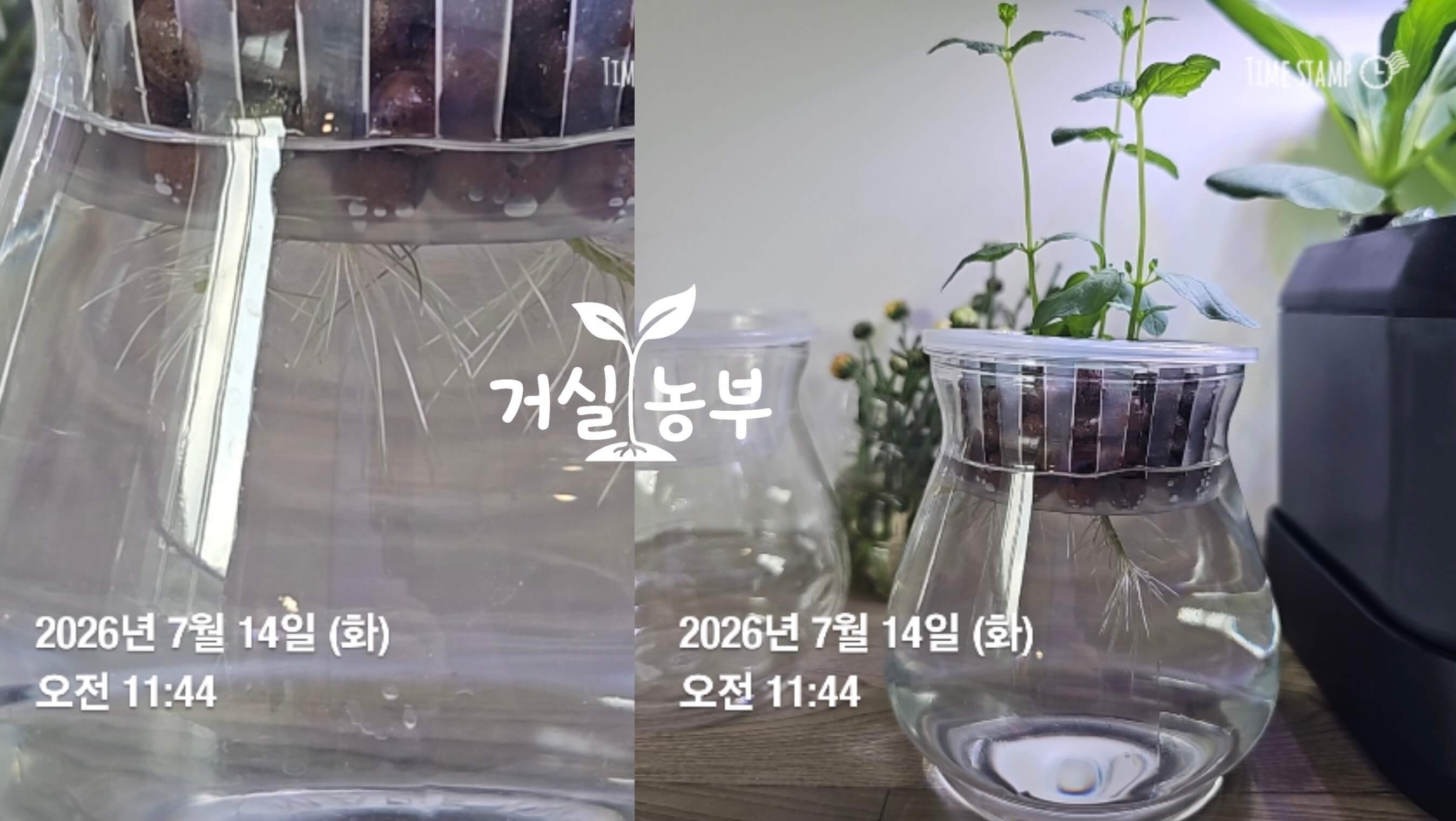 페퍼민트 물꽂이 삽목 7일차 길게 자란 여러 가닥의 뿌리