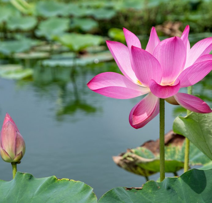 청산수목원 연원
