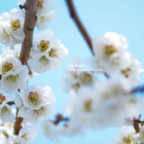 3월 봄나들이 갈만한곳