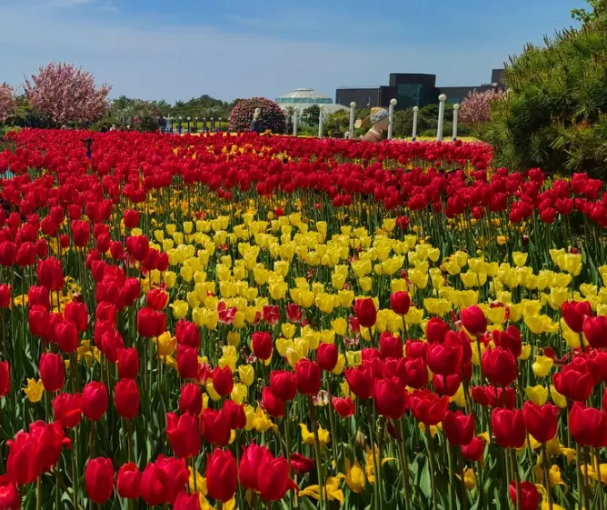 태안 튤립축제 일정&amp;#44; 개화시기