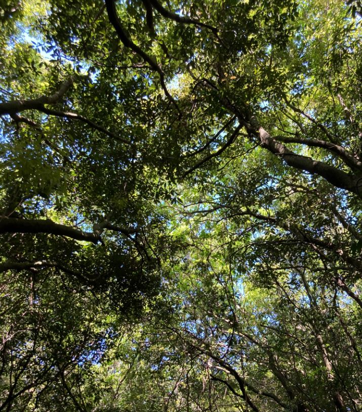 제주 곶자왈 도립공원