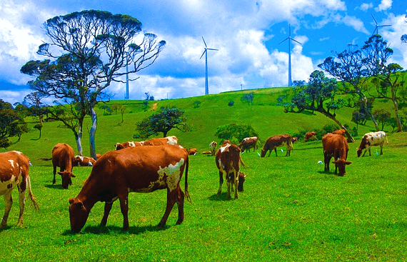 푸른 풀밭에서 많은 황색 소들이 풀을 뜯어 먹고 있다. 주변엔 나무들이 있다.