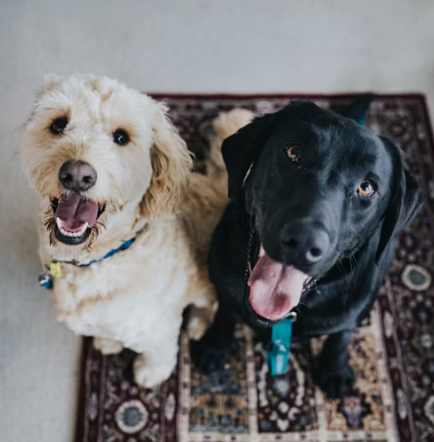 수의사 취업에 대하여 알아보기