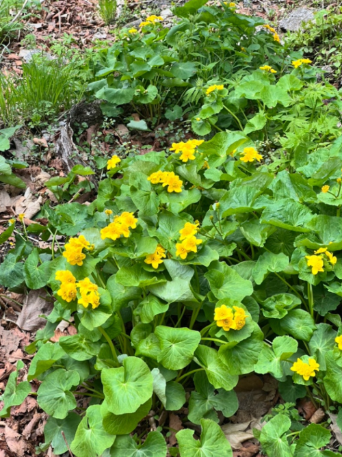 점봉산 곰배령의 노란 야생화들