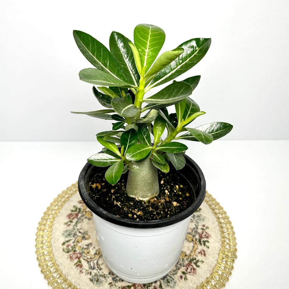 아데니움 키우기 석화 바오밥나무 키우는법