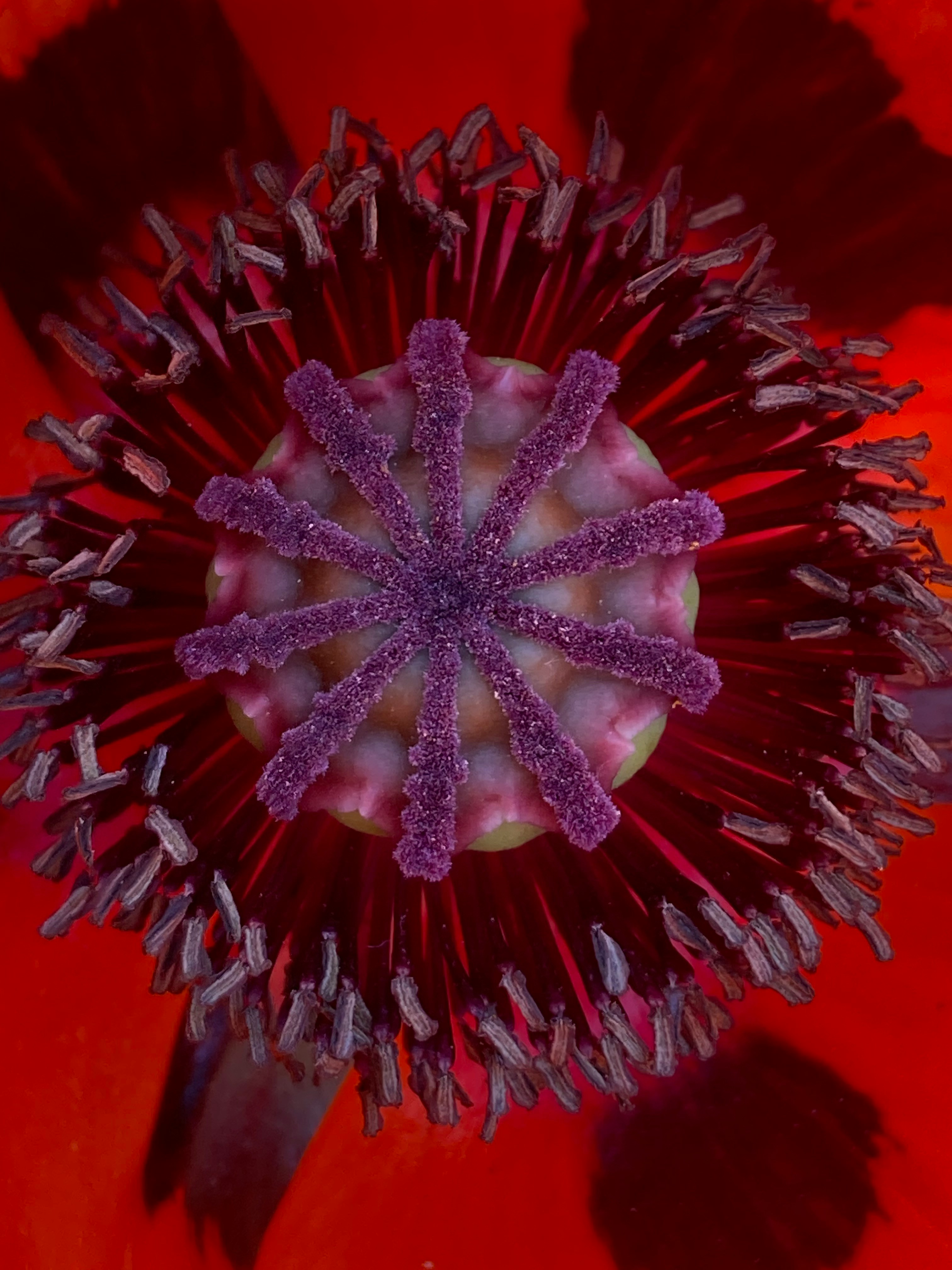 양귀비 술 3가지 효능 및 꽃양귀비 구분법 (+ 파종시기 효능 축제)