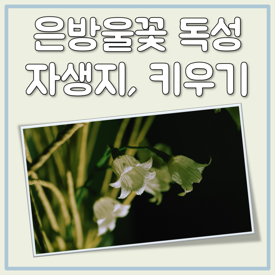 은방울꽃 독성 자생지 키우기