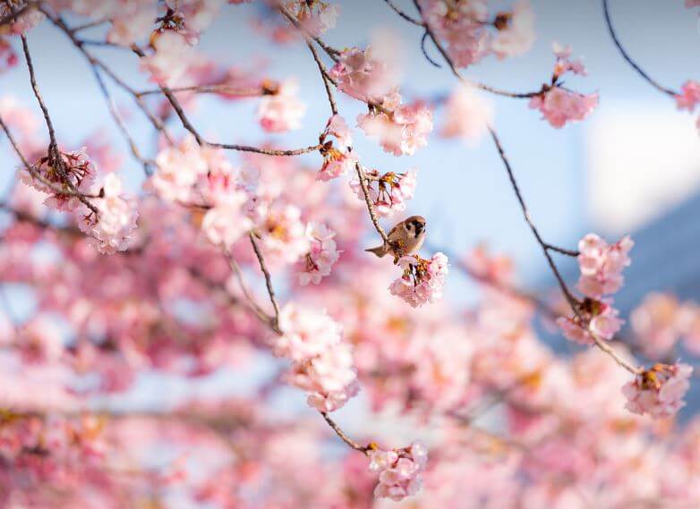 진해 벚꽃 축제