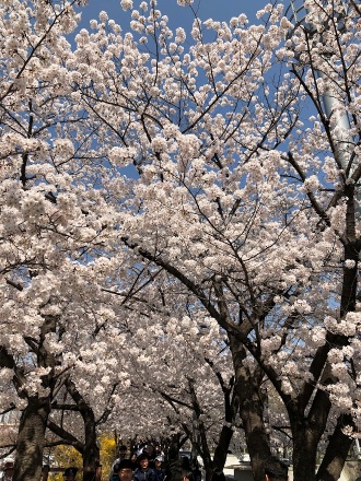 충훈부 벚꽃 4