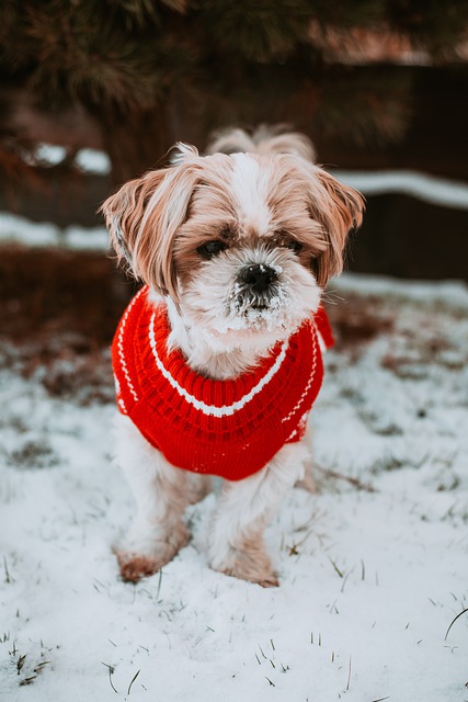 강아지 멀미약, 강아지 여행 자동차 멀미 대처방법 알아보기