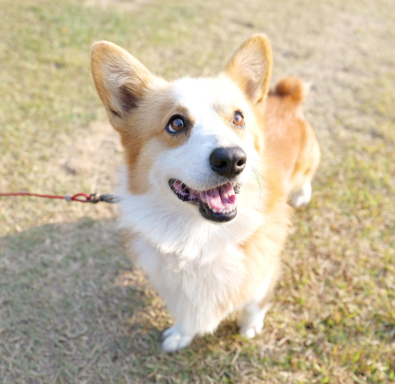 갈색 강아지 한마리