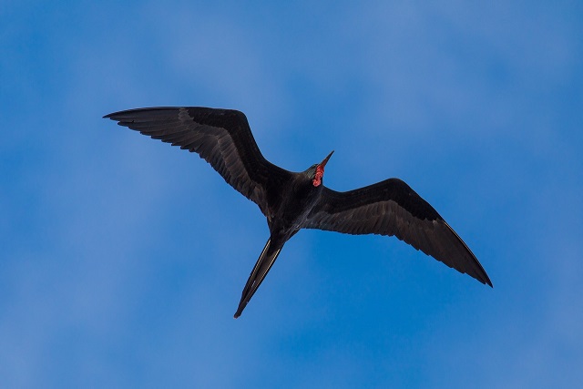 Great Frigatebird