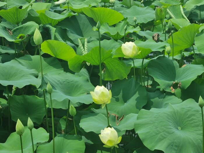 세미원 연꽃축제