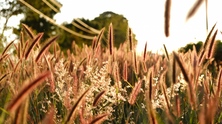계절의 변화를 세분화한 24 절기 중 '처서' 이해하기