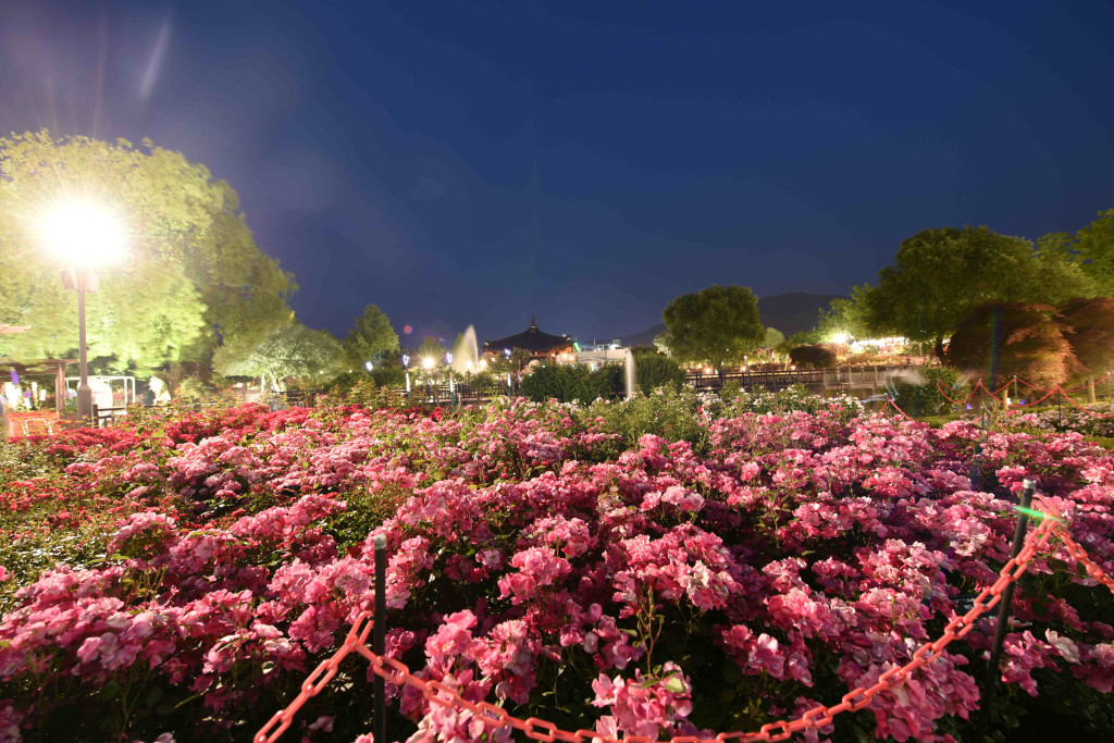 곡성장미축제사진