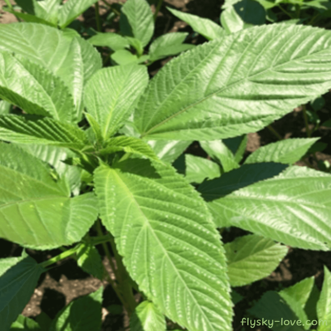 아랍 슈퍼푸드 멜로키아