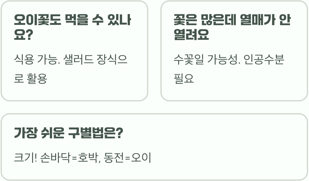 호박꽃 아니고 오이꽃! 헷갈리는 두 노란 꽃 완벽하게 구별하는 법