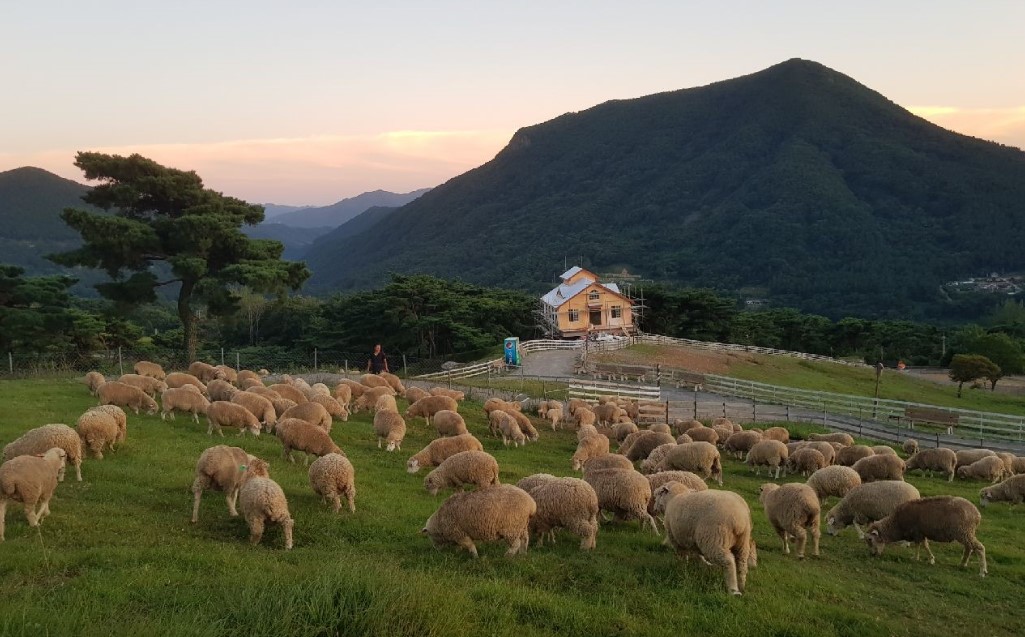 무등산 양떼 목장