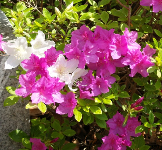 2025 군포 철쭉축제 일정부터 개화 시기까지 총정리