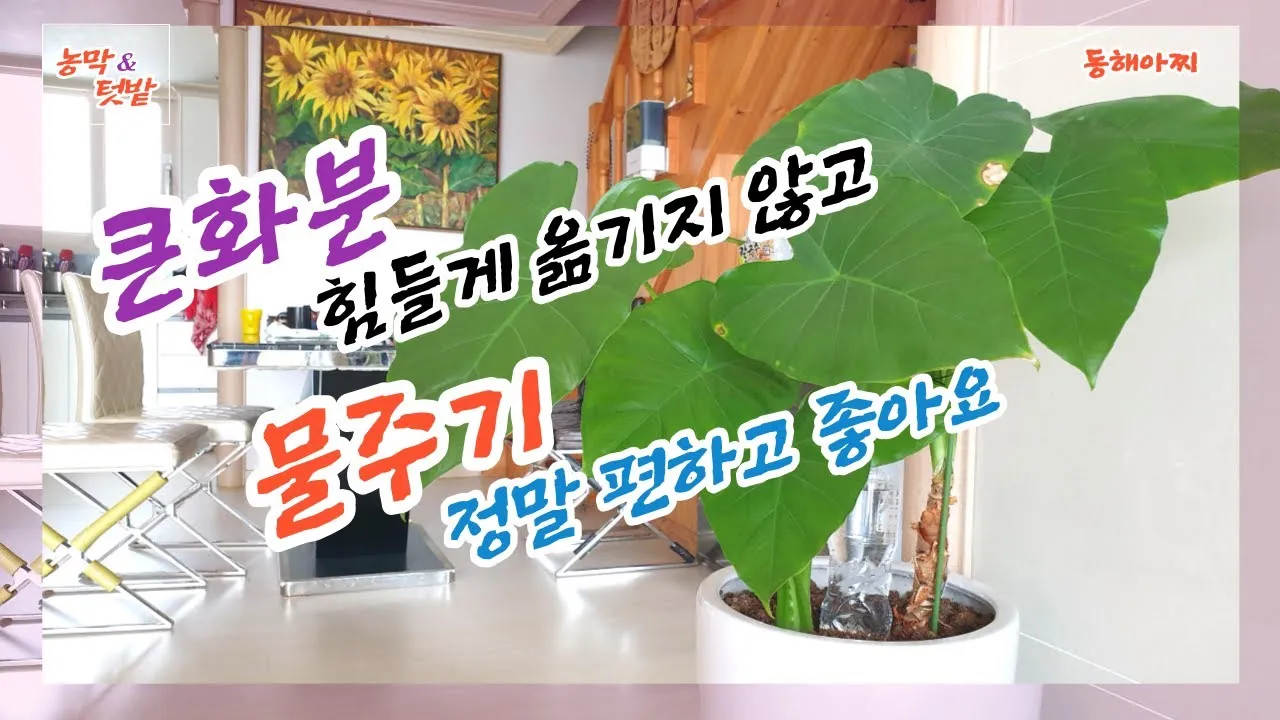 실내식물 물 주는 시간대 아침저녁차이 과습예방 통풍맞춰 관리_5