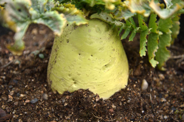 AI 기반 스마트팜에서 자율학습 알고리즘의 역할