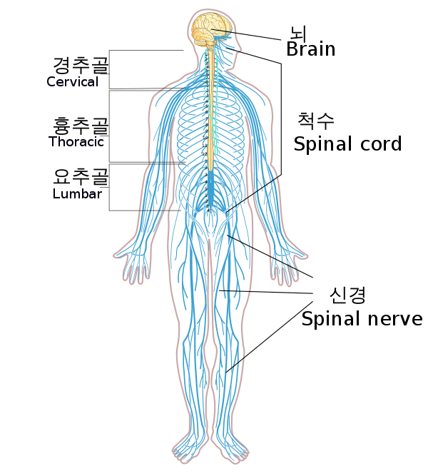Nervous_system