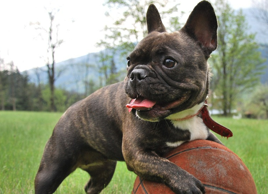 자연 속에서 공놀이를 하고 있는 강아지 이미지