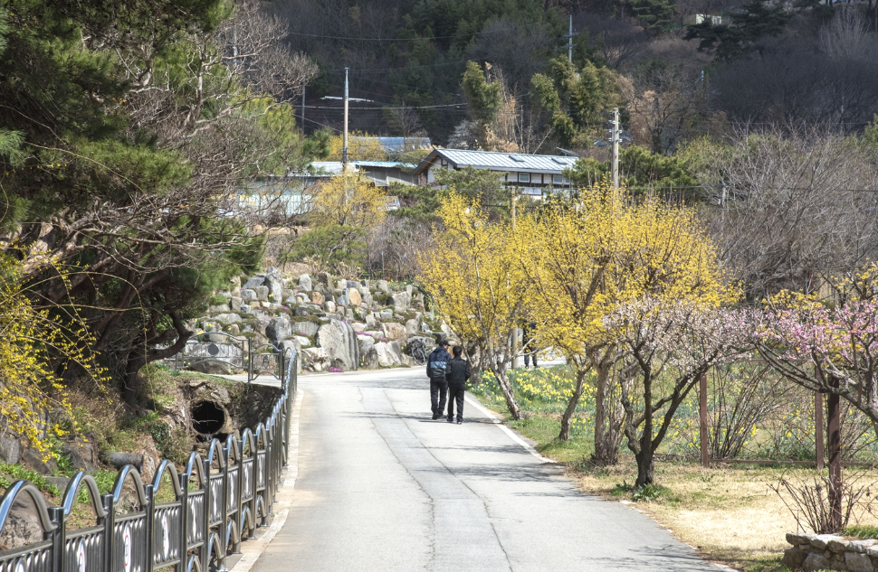 거북이마을의 봄