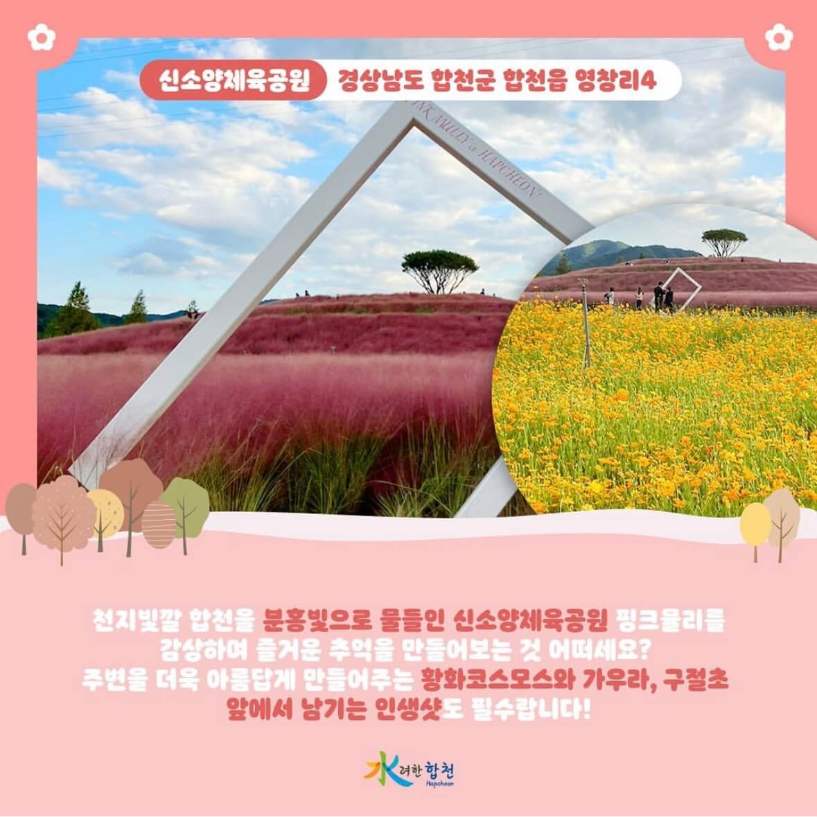 신소양 체육공원의 핑크뮬리