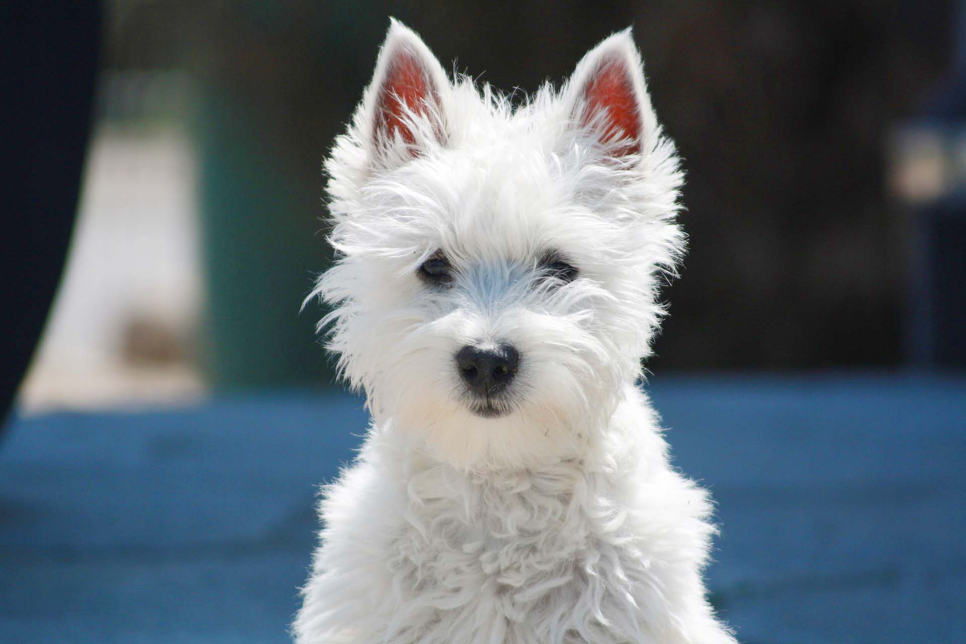 웨스트 하일랜드 화이트 테리어