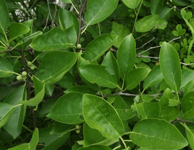 구지뽕의 효능 꾸지뽕 열매의 효능 먹는법