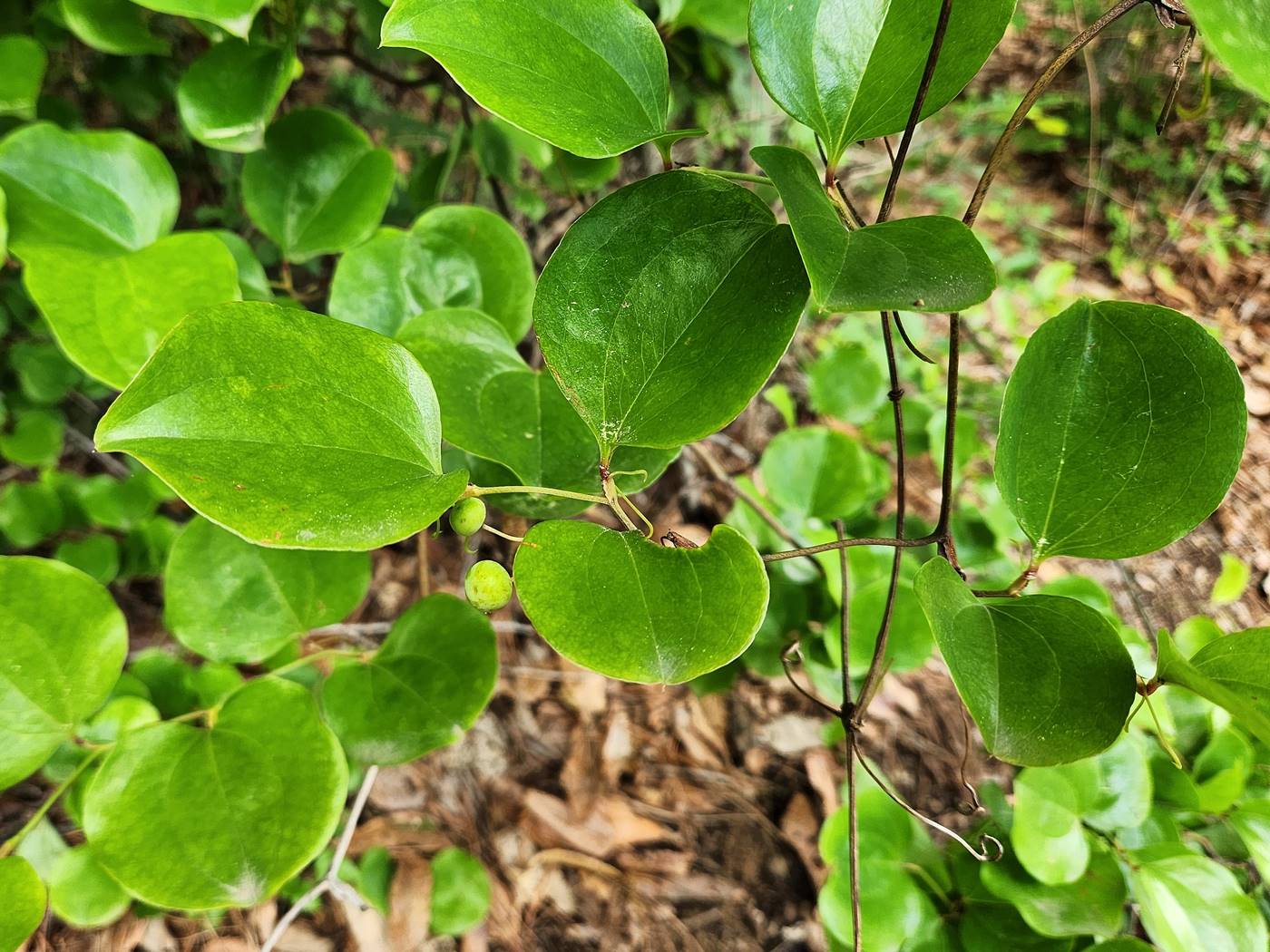 청미래덩굴(망개나무)