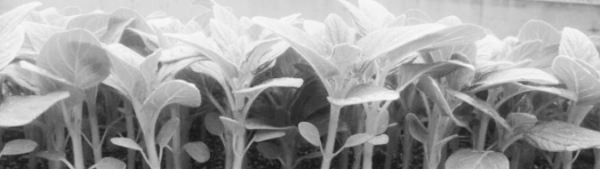 참깨 파종시기, 참깨 재배법 보통 5월 중순에서 6월 초