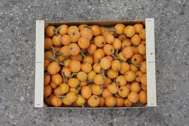 비파열매 비파잎 먹는법