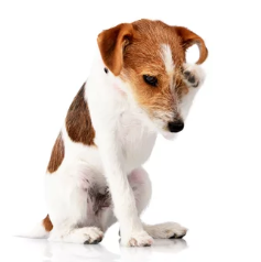 강아지 중이염/출처:어도비스톡