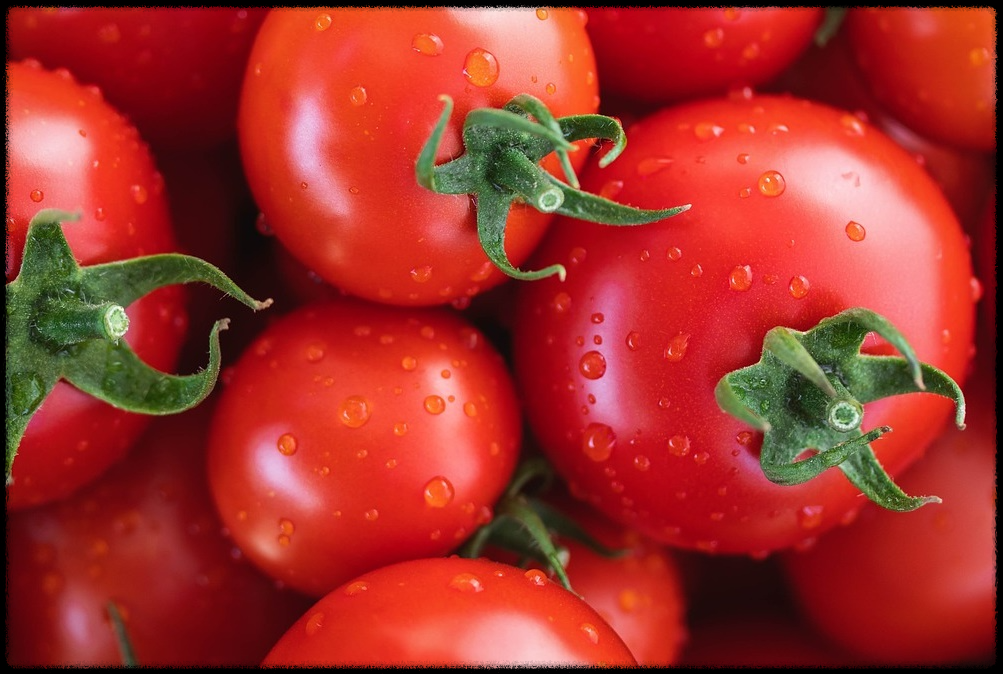 토마토 관련 이미지11