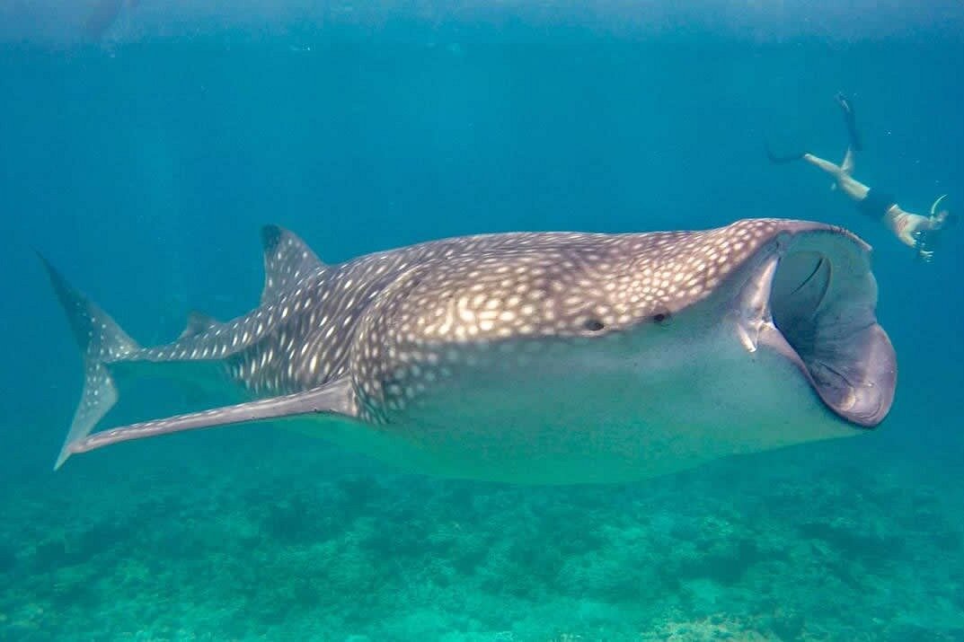 몰디브 해양 액티비티