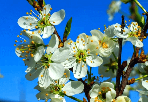 나무에 작고 예쁜 하얀꽃들이 가득하다. 꽃 가운데 수술은 길고 노란색이다.