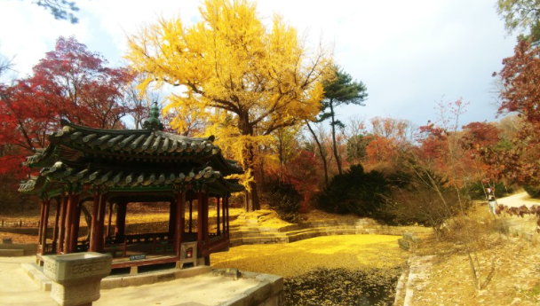 단풍